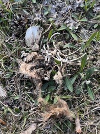 IMG_7086.jpeg