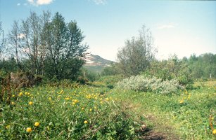 Gissa_20250531.jpg