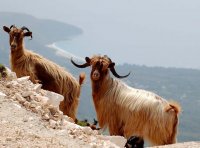 56 Llogara 2.jpg